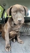 adoptable Dog in jacksonville, nc, NC named Rex - Melinda