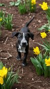adoptable Dog in jacksonville, nc, NC named Mocha - Maverick