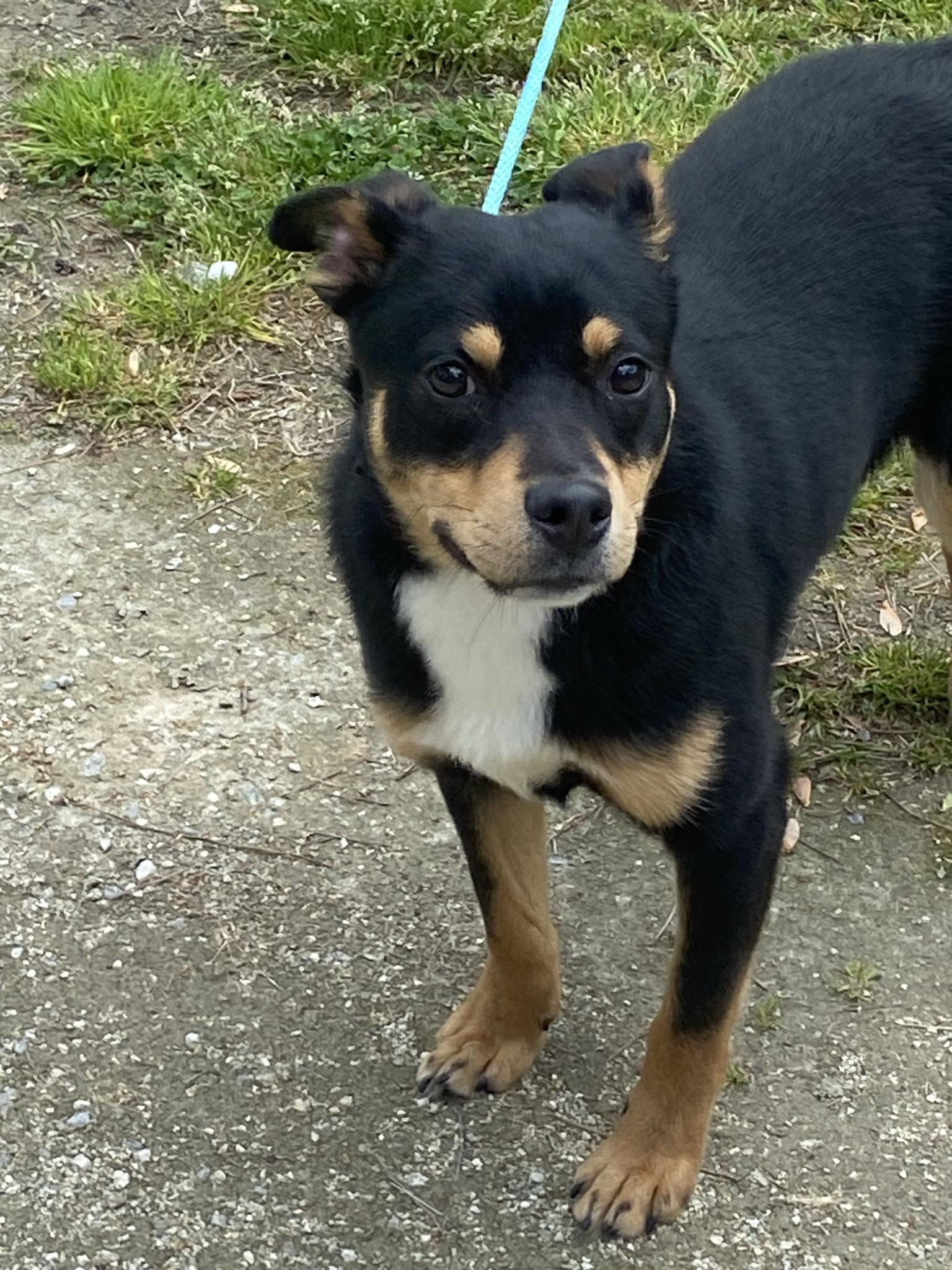 Dog for Adoption - Ducky, a Miniature Pinscher in Wilmington, NC ...