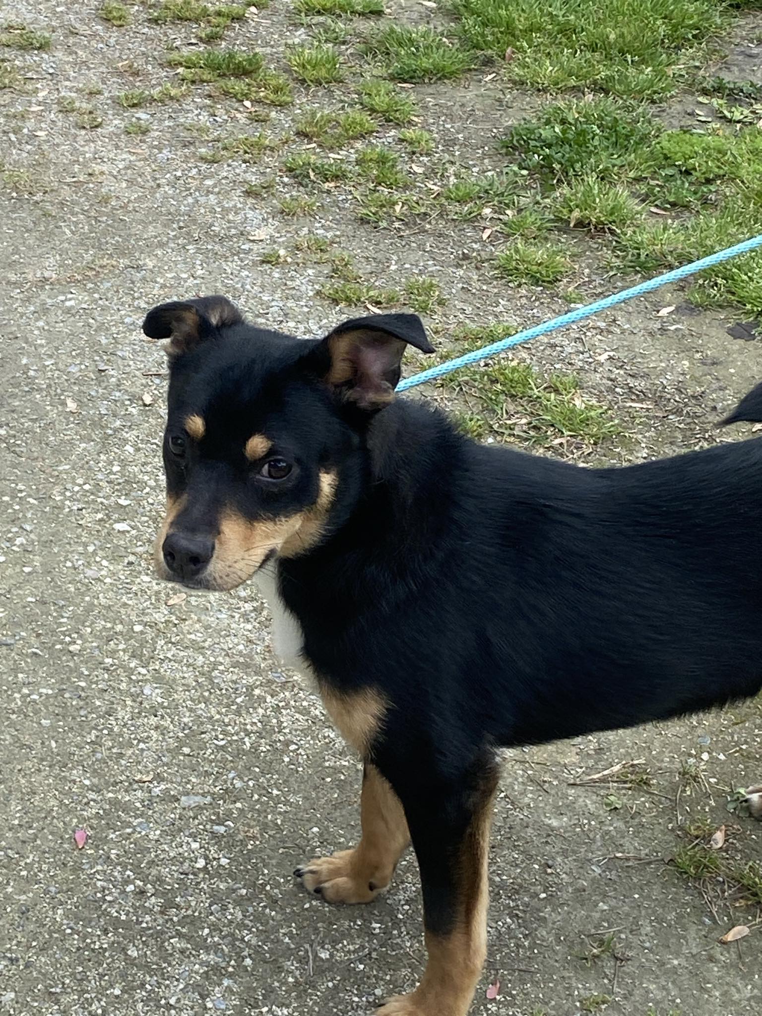 Dog for Adoption - Ducky, a Miniature Pinscher in Wilmington, NC ...