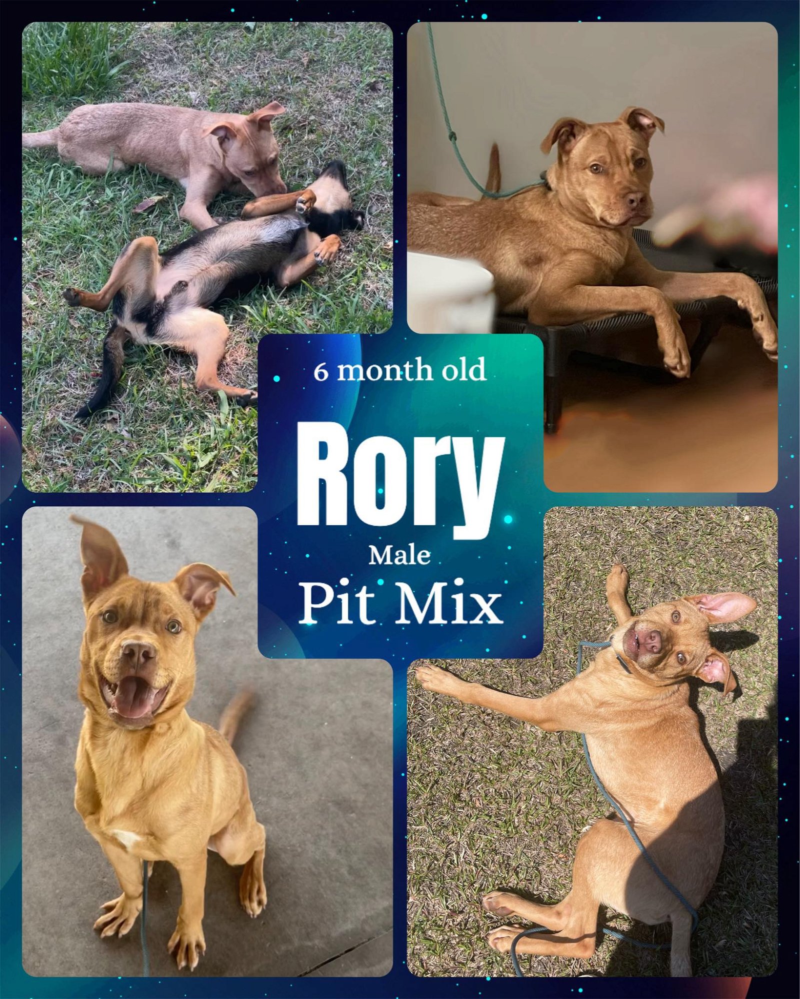 adoptable Dog in Jacksonville, NC named Rory