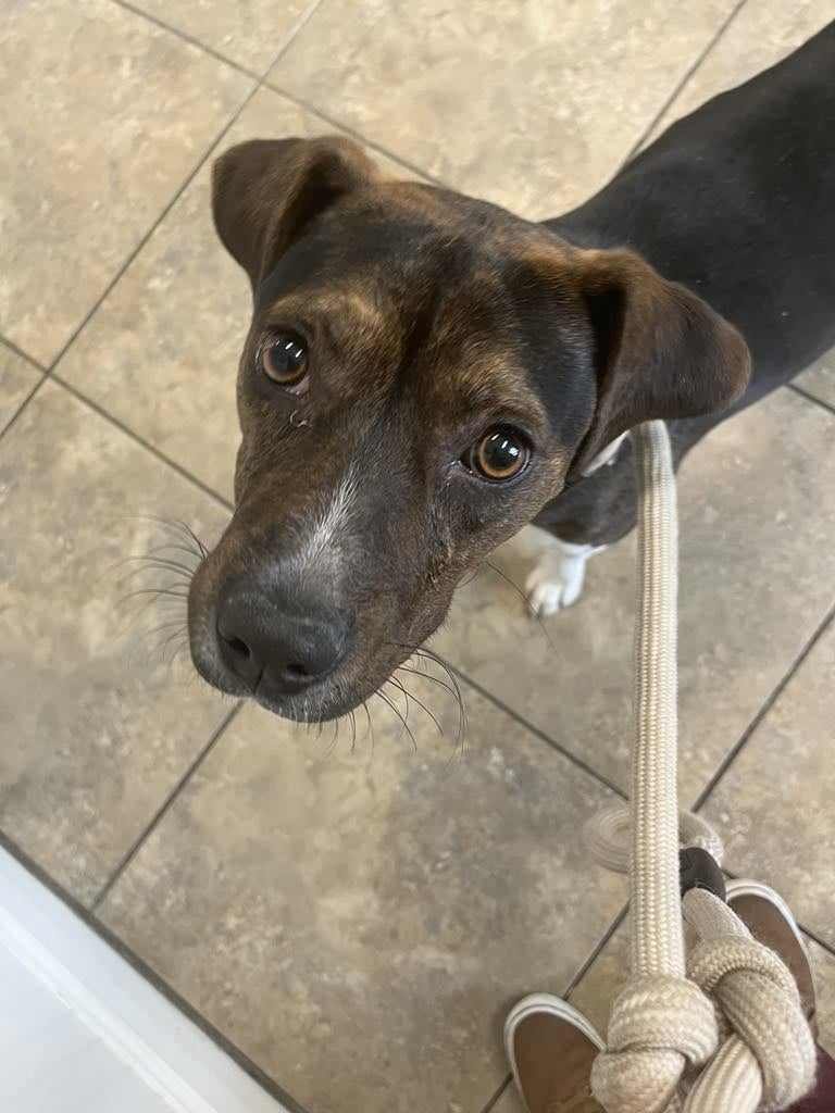 adoptable Dog in Jacksonville, NC named Zola