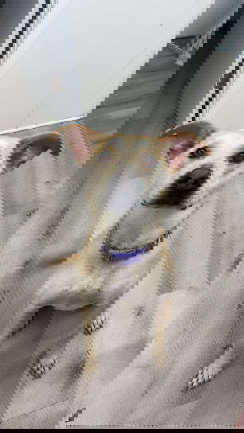 picture of the dog needing adoption