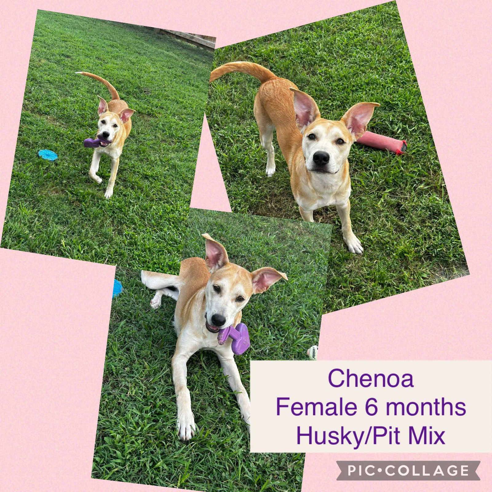 adoptable Dog in Jacksonville, NC named Chenoa