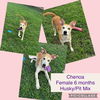 adoptable Dog in  named Chenoa