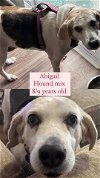adoptable Dog in jacksonville, NC named Abigail