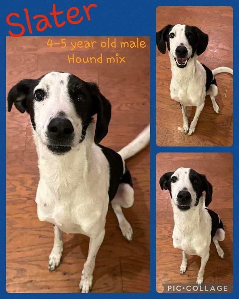 adoptable Dog in Jacksonville, NC named Slater
