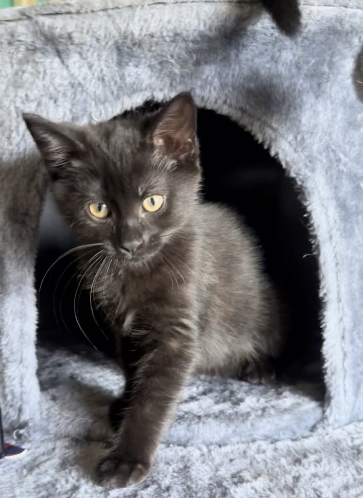 Cats for Adoption in Beaufort, North Carolina | Alpha Paw