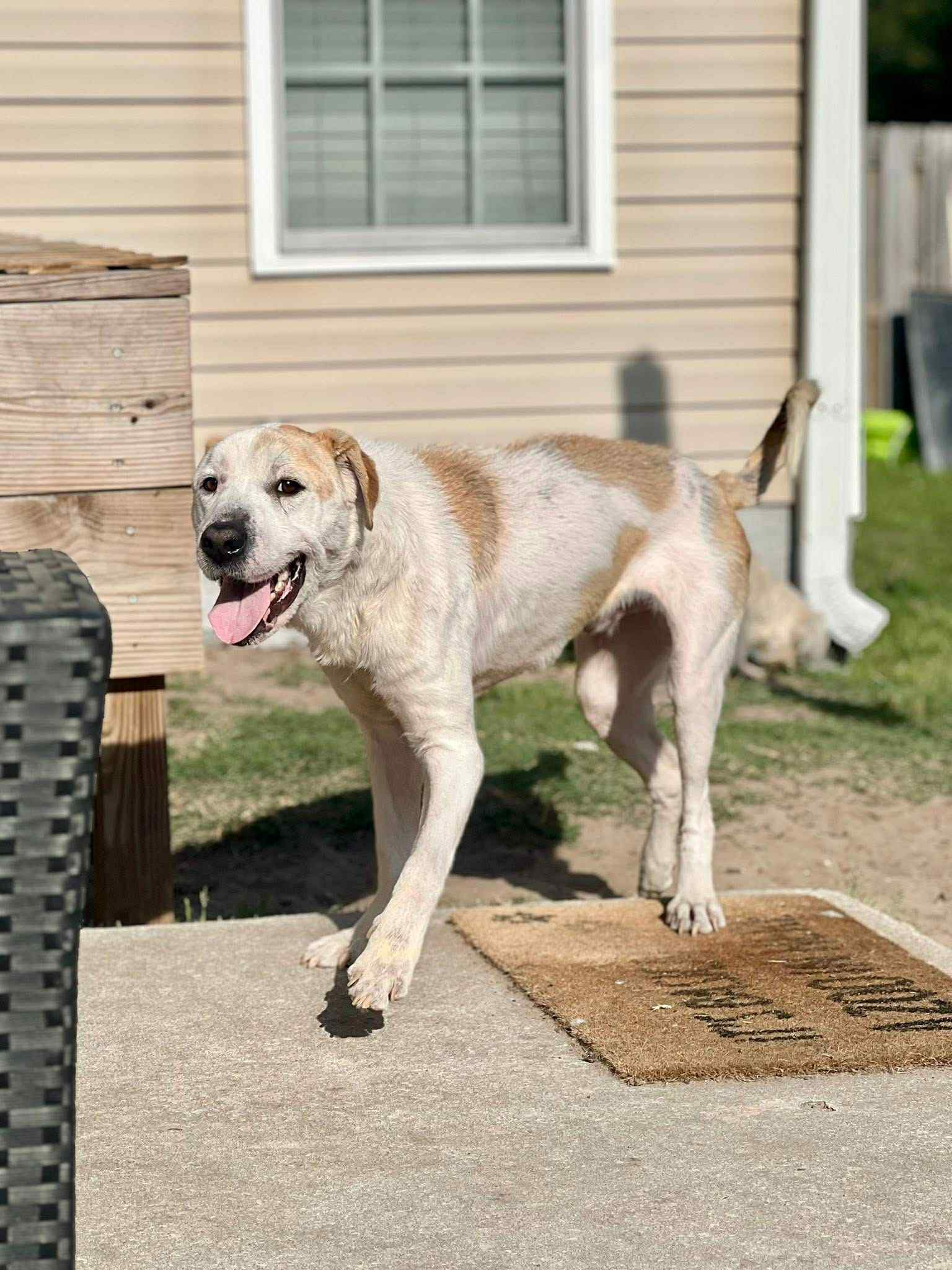 adoptable Dog in Jacksonville, NC named Owen