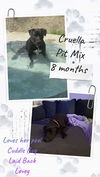adoptable Dog in  named Cruella - Autumn