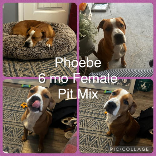 picture of the dog needing adoption