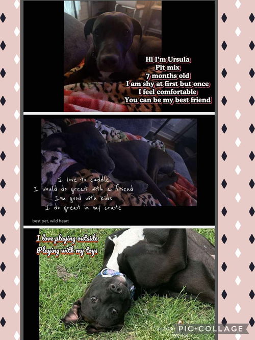 picture of the dog needing adoption