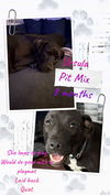 adoptable Dog in  named Ursula - Autumn