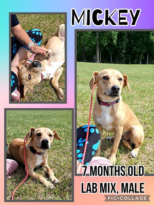 picture of the dog needing adoption