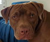 adoptable Dog in Jacksonville, NC named Johnson