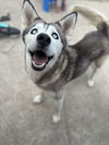 adoptable Dog in Jacksonville, NC named Nala