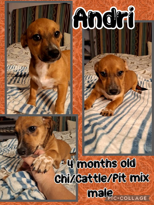 picture of the dog needing adoption