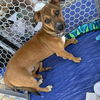 adoptable Dog in  named Andri - Snow