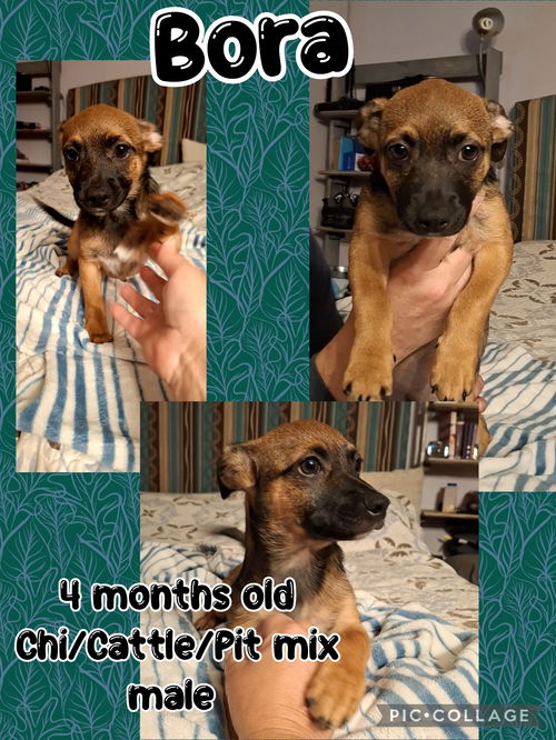 picture of the dog needing adoption