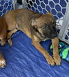 adoptable Dog in  named Bora - Snow