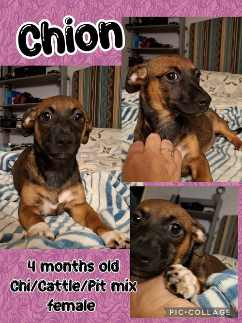 picture of the dog needing adoption