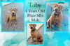 adoptable Dog in  named Toby