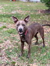 adoptable Dog in  named Chloe