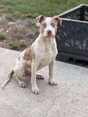 adoptable Dog in  named Beef Stick