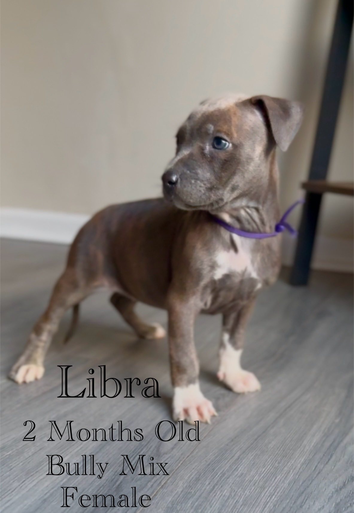 adoptable Dog in Jacksonville, NC named Libra - Eclipse
