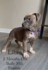 adoptable Dog in  named Libra - Eclipse