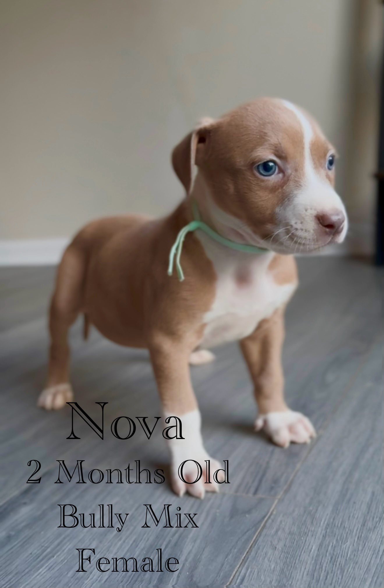 adoptable Dog in Jacksonville, NC named Nova - Eclipse
