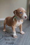 adoptable Dog in  named Nova - Eclipse
