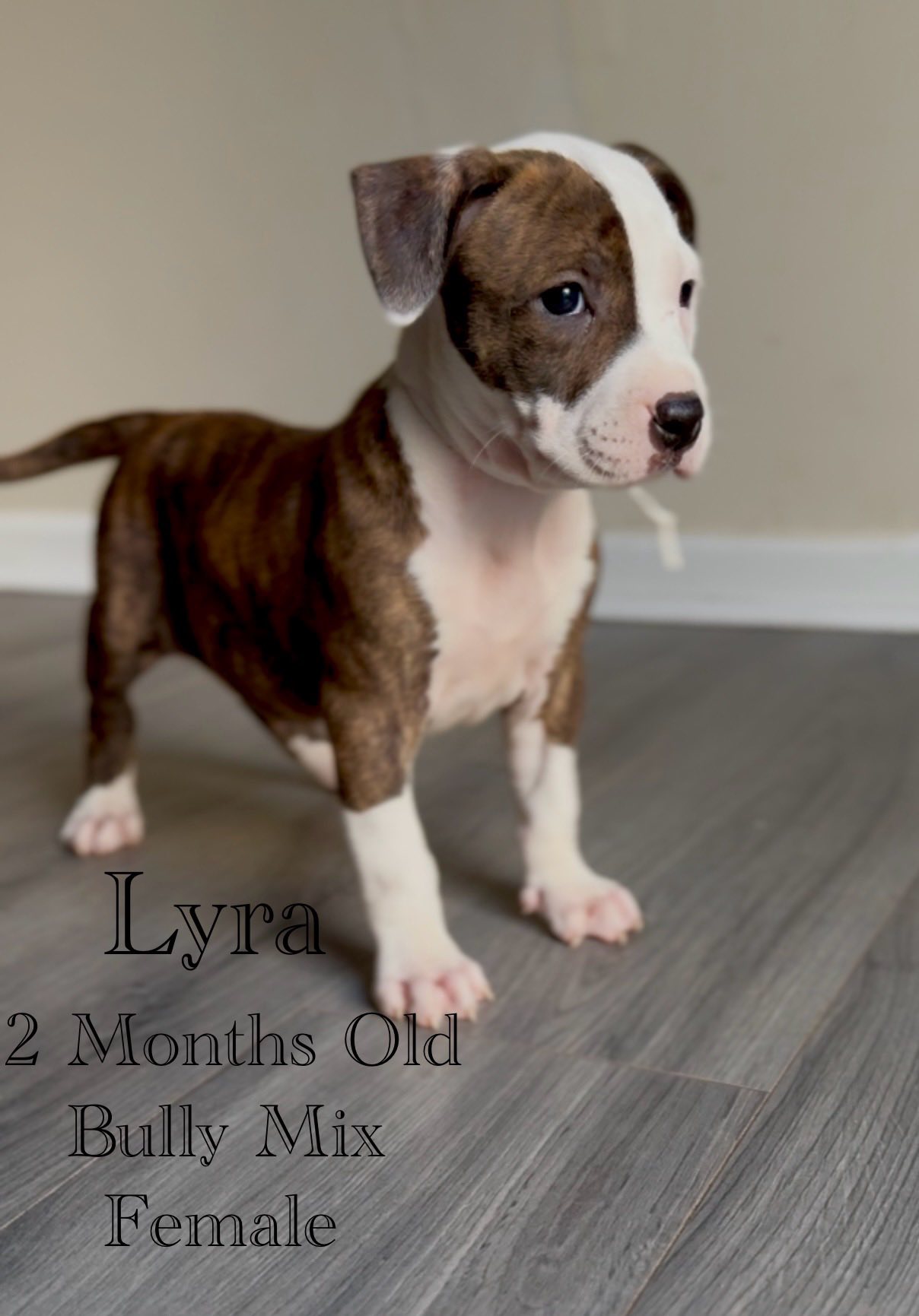 adoptable Dog in Jacksonville, NC named Lyra - Eclipse