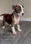 adoptable Dog in  named Lyra - Eclipse