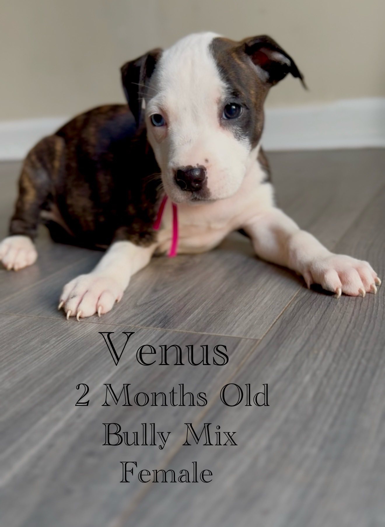 adoptable Dog in Jacksonville, NC named Venus - Eclipse