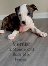 adoptable Dog in  named Venus - Eclipse