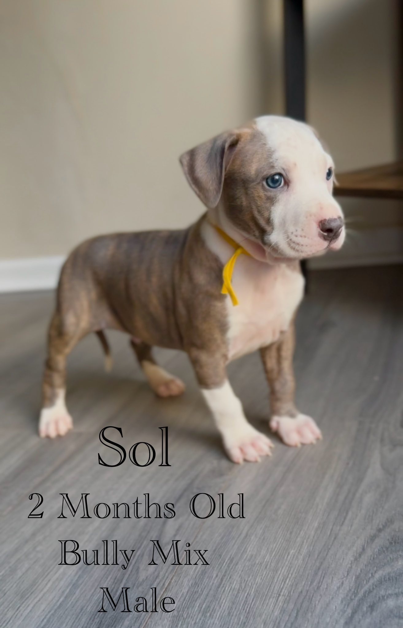 adoptable Dog in Jacksonville, NC named Sol - Eclipse