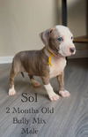 adoptable Dog in  named Sol - Eclipse