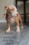 adoptable Dog in  named Aries - Eclipse