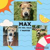 adoptable Dog in  named Max