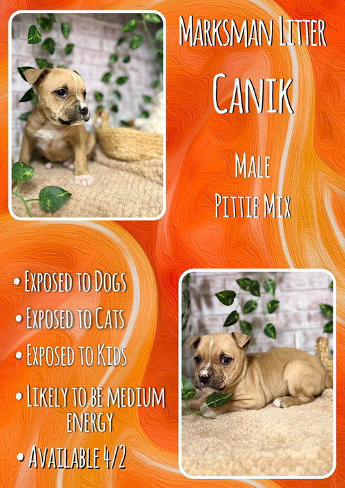 Canik - Marksman, an adoptable Pit Bull Terrier in Jacksonville, NC