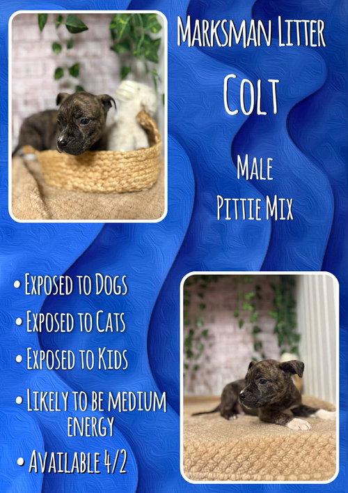 Colt - Marksman, an adoptable Pit Bull Terrier in Jacksonville, NC