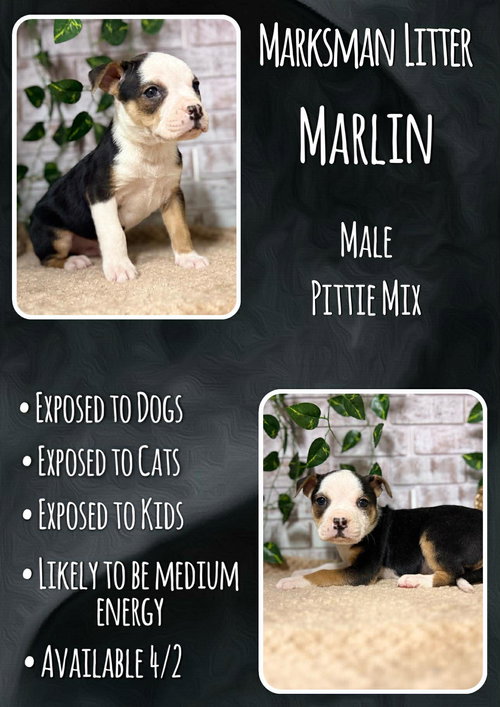 Marlin - Marksman, an adoptable Pit Bull Terrier in Jacksonville, NC