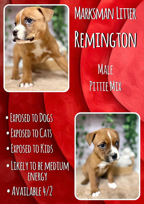 Remington - Marksman, an adoptable Pit Bull Terrier in Jacksonville, NC