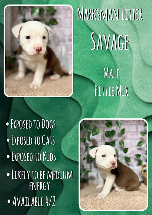 Savage - Marksman, an adoptable Pit Bull Terrier in Jacksonville, NC