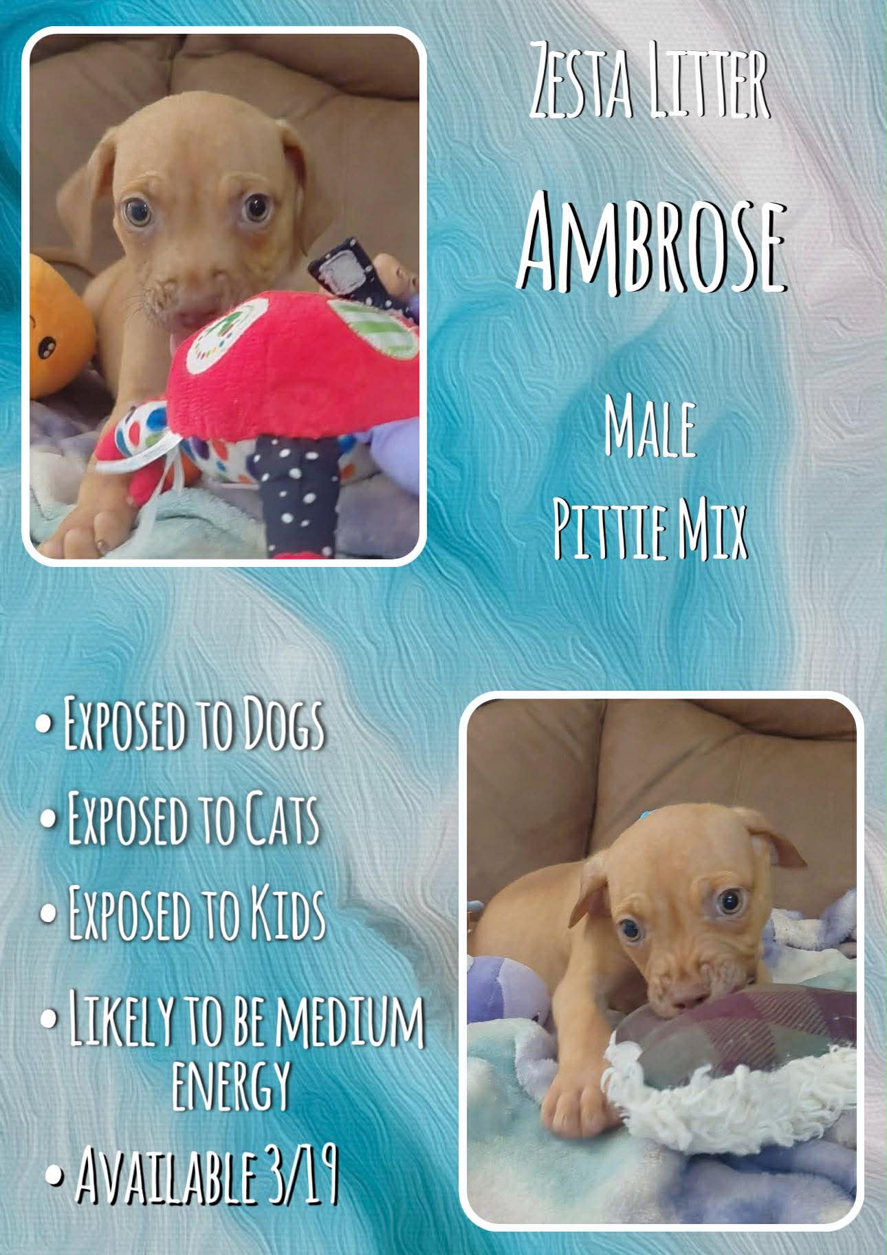 Ambrose - Zesta