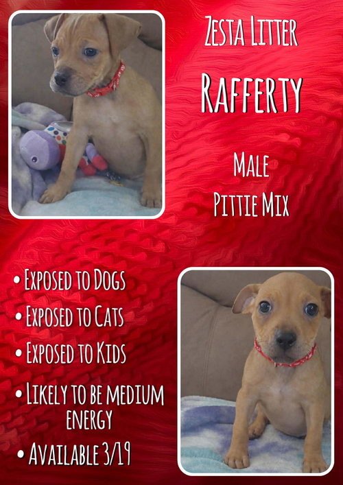 Rafferty - Zesta, an adoptable Pit Bull Terrier in Jacksonville, NC