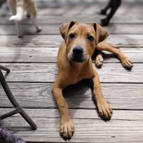 Rafferty - Zesta, an adoptable Pit Bull Terrier in Jacksonville, NC