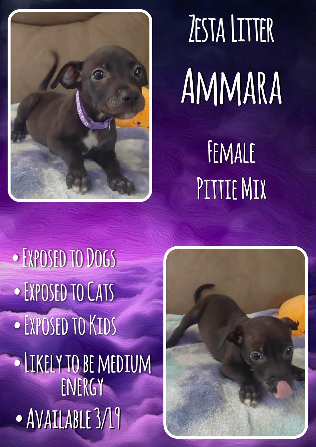 Ammara - Zesta