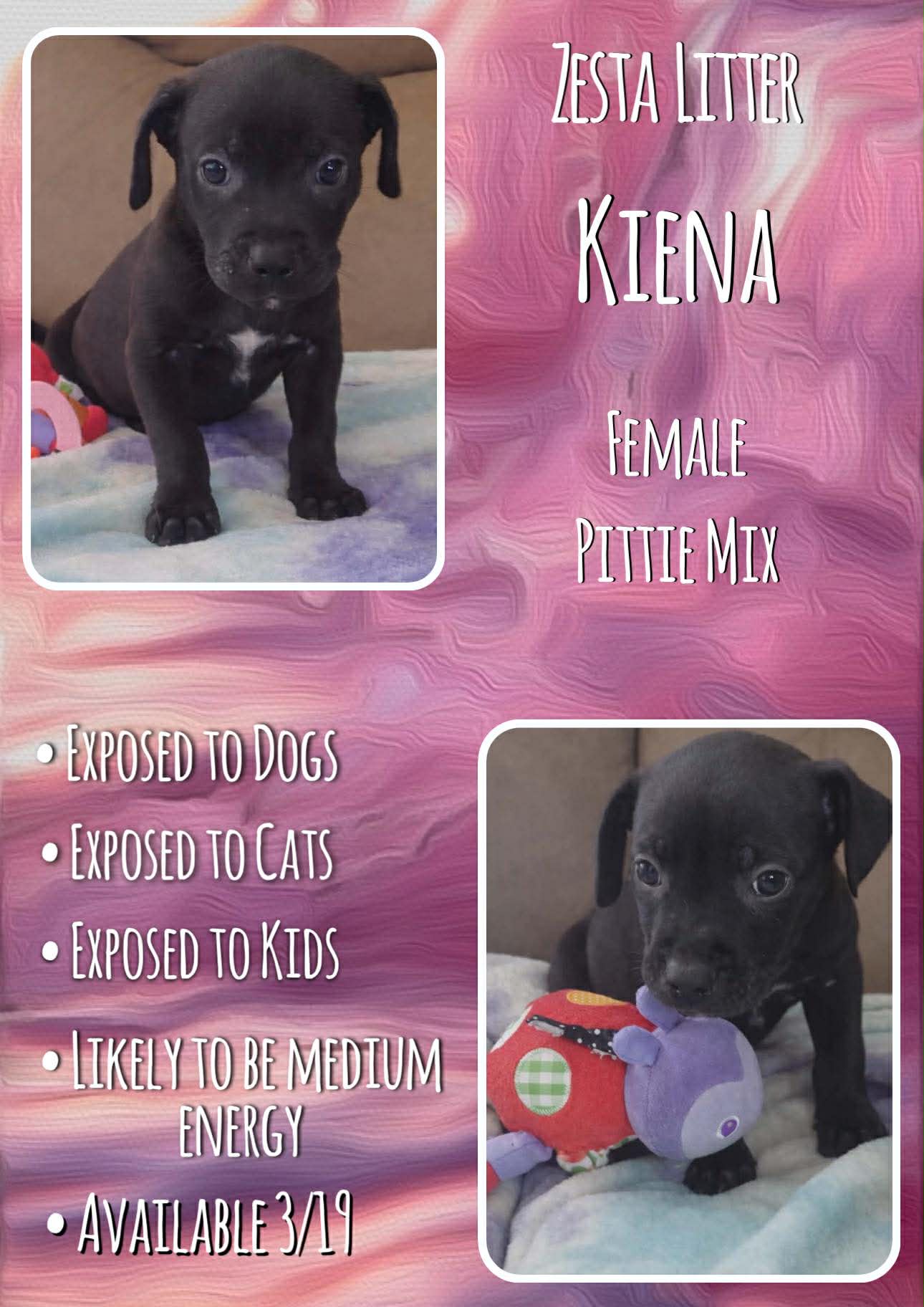 Kiena - Zesta
